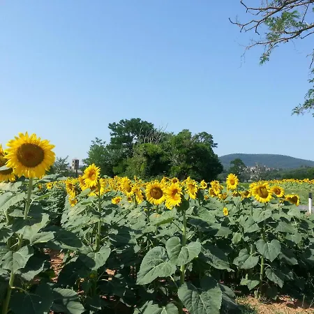 Idyllic Old Charming Near Siena Villa Sovicille
